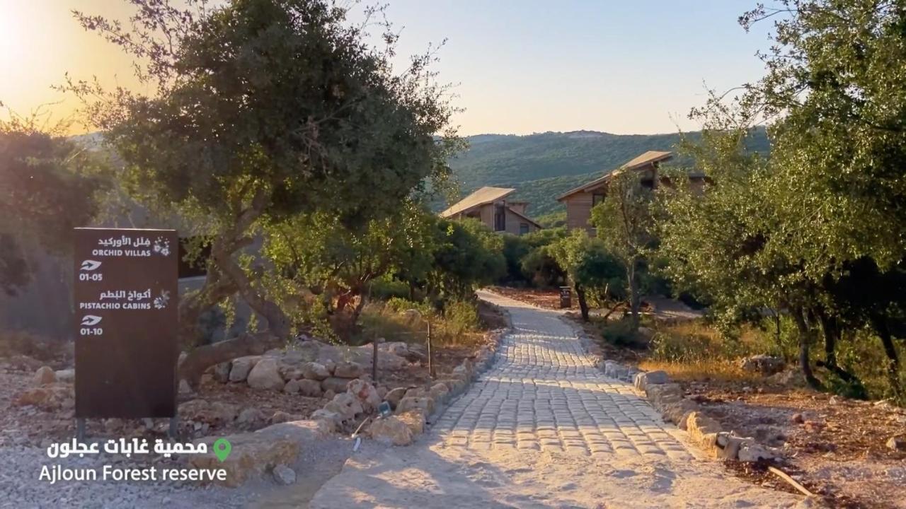 Ajloun Forest Reserve ภายนอก รูปภาพ